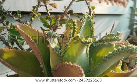 The Kalanchoe daigremontiana flower is known for its extraordinary ability to produce small plantlets along the edges of its leaves.