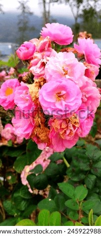 Rosa × damascena flower, better known as Damask rose, or sometimes as Iranian Rose, Bulgarian rose, Taif rose.