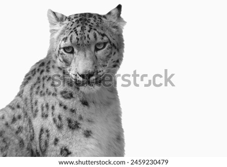 Snow Leopard Closeup Face And Isolated On The White Background 
