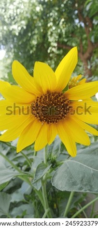 It's a beautiful picture of sunflower