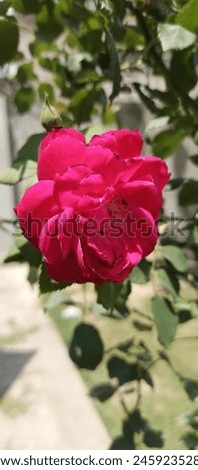 Nature beautiful picture of rose in daylight 