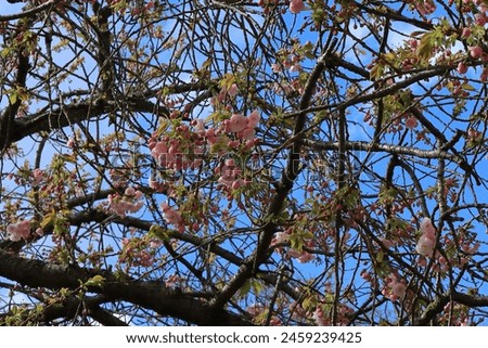 Tangled tree branches viewed from below with pink cherry blossom and blue sky above.