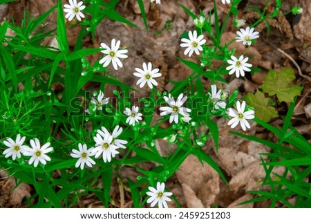 Rabelera holostea, white forest flower. Greater starwort, white spring flowers and green nature image