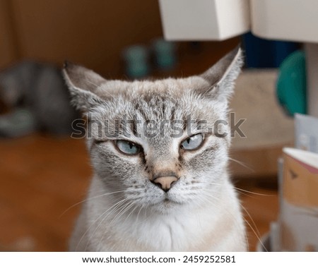 Cute domestic cat glaring displeased