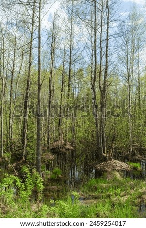 Deciduous and coniferous trees grow on hummocks in swampy areas. Young green grass sprouts on the soil and in the water. Spring landscape of wild nature on a sunny day