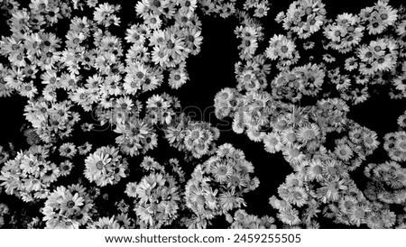 black and white photographs displaying a pattern of daisy flowers