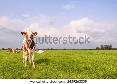 Cow calf in a field, naturalistic, on the left side, copy space and a blue sky