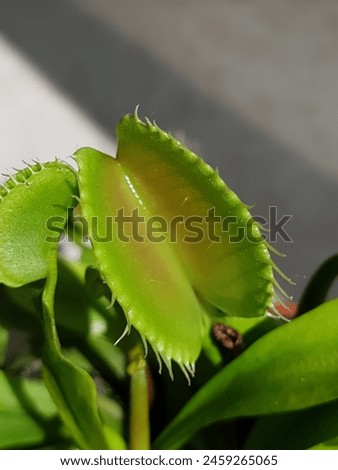 Close up on a Venus flytrap carnivorous plant - Dionaea muscipula