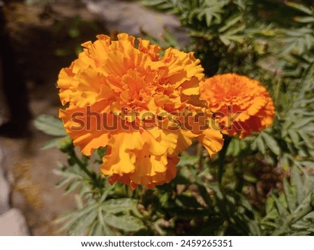 Marigold Orange and yellow flower in gardan, marigold flowers,marigold, orange flower, beautiful flowers, flower, natural photo, HD photo