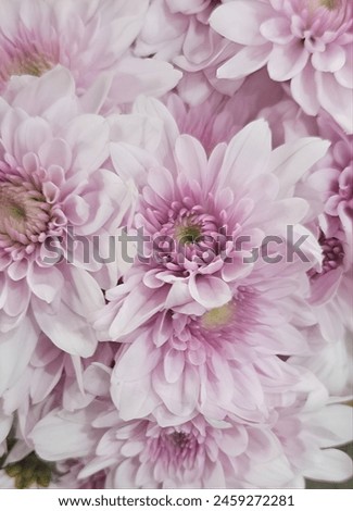 Bouquet of beautiful pinkish purple spring flowers