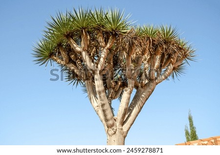 The dragon tree (Dracaena Draco), its pointed crown basking in the sunlight against an azure background. Ideal for adding natural splendor to any project. Royalty-Free Stock Photo #2459278871