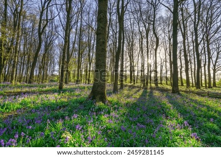 Woodland forest with Bluebell carpet. Spring season in England Royalty-Free Stock Photo #2459281145