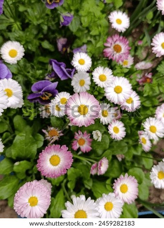 Bellis perennis the daisy, is a European species of the family Asteraceae, often considered the archetypal species of the name daisy. Royalty-Free Stock Photo #2459282183