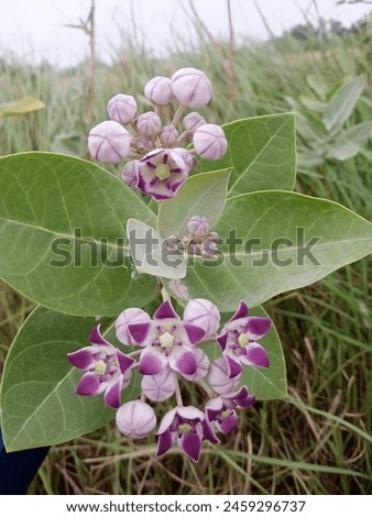 Beautiful Calotropis, Plant. Calotropis, adorns landscapes with velvety leaves and clusters of star-shaped blooms and a symbol of resilience.flower, beautiful flowers, HD photo