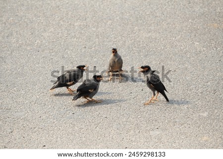 Four birds gather, their postures animated, as if engaged in lively discourse. Nature's silent symposium, a scene of avian camaraderie. Royalty-Free Stock Photo #2459298133