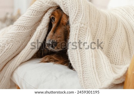 A Dog under white and cozy knitted plaid on the sofa. A Pet warms under a blanket in cold winter weather. Pets friendly and care concept. Cozy, Comfy, and Ready for fall, winter to start