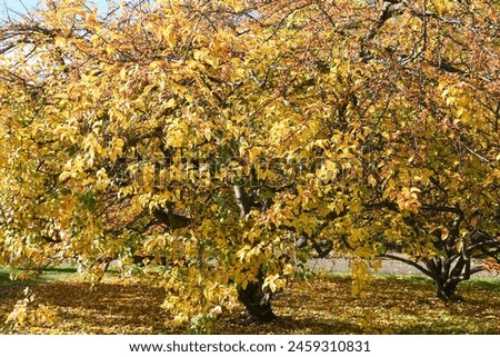 Autumn Bliss: Toddler in Yellow - Experience the charm of autumn with this high-resolution image featuring a young toddler joyfully walking in a park, dressed in bright yellow jacket.