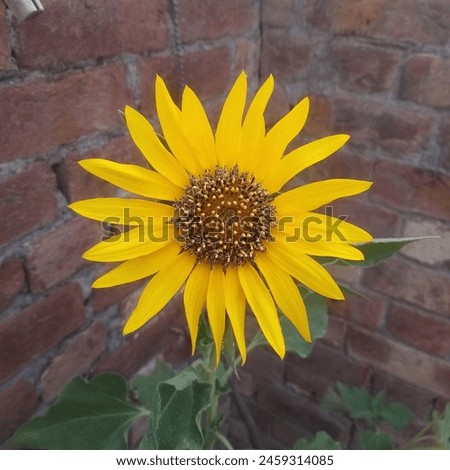 Common sunflower in my house