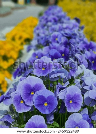 Colorful pansy or Viola flowers bloom in the garden.