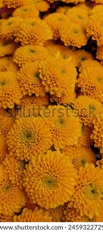 Chrysanthemum morifolium is a versatile and colorful plant that can add vibrancy to any space. With proper care and maintenance, it can thrive and provide beautiful blooms.