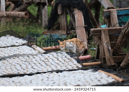 Cat steals fish being dried in the sun