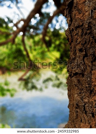 A macro photo of a tree trunk | harshness