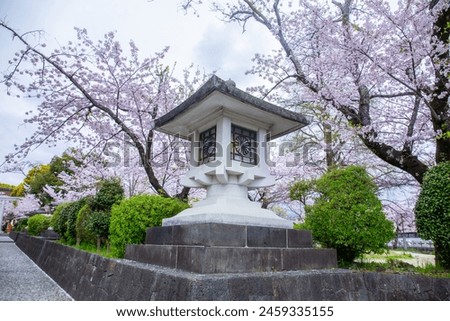 large traditional lantern with cherry blossoms blooming front Fujisan Hongu Sengen Taisha Shinto Shrine in Fujinomiya famous shrine and landmark Shizuoka Japan Royalty-Free Stock Photo #2459335155