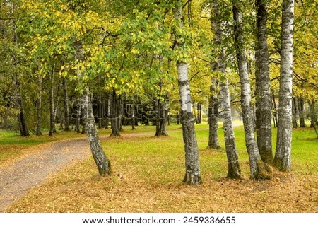 autumn time, colorful fall, colorful autumn birches, birch trees, Betula
