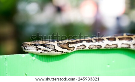 Pictures of snakes were crawling on the edge of the green board.