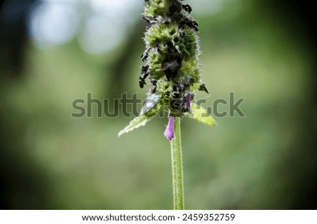 Close up of a flower of a common nettle (Hedera helix)