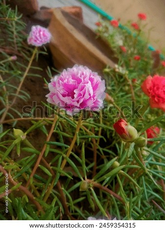 closeup photography
flowers picture
leaves
garden
