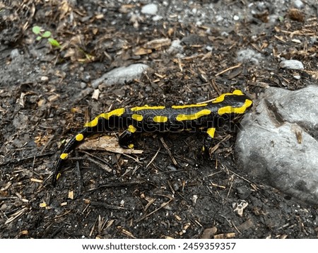 French spotted salamander that came out after the rain 