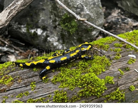 French spotted salamander that came out after the rain 