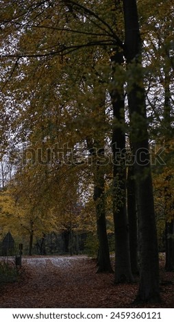 Discover the serene allure of Haagse Bosch in The Hague. Amidst ancient trees and tranquil ponds, find solace in nature's embrace. Let whispers of leaves and birdsong guide your soul to tranquility. Royalty-Free Stock Photo #2459360121