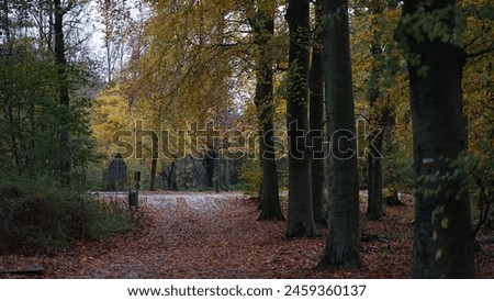 Discover the serene allure of Haagse Bosch in The Hague. Amidst ancient trees and tranquil ponds, find solace in nature's embrace. Let whispers of leaves and birdsong guide your soul to tranquility. Royalty-Free Stock Photo #2459360137