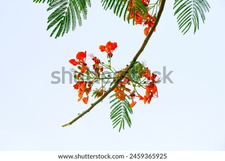 Flamboyant, Delonix regia, also known as the royal poinciana, is a stunning flowering plant belonging to the bean family Fabaceae.