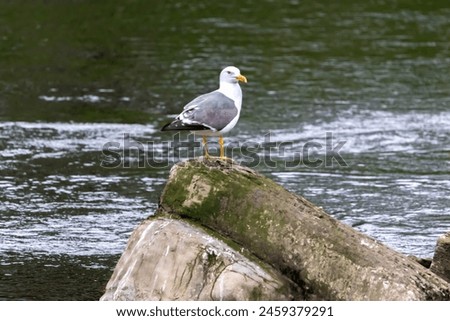 Yellow Legged Gull, standing on a rock in the middle of the river Tees, at Barnard Castle, County Durham, England. Royalty-Free Stock Photo #2459379291