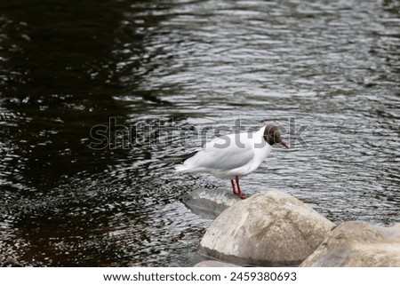 Black Head Gull, standing on a rock in the middle of the river Tees. Royalty-Free Stock Photo #2459380693