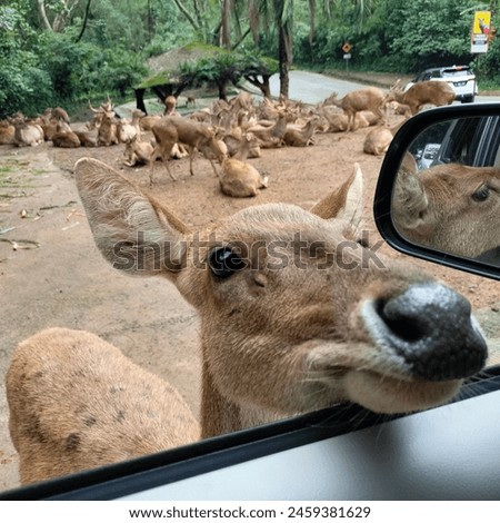 A deer that sticks its head into a car to get food

