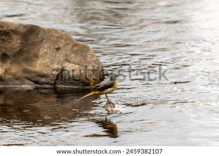 Gray wagtail standing on a rock in the river Tees, at Barnard Castle, country Durham, England. Royalty-Free Stock Photo #2459382107