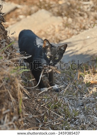 Little black cat catches a lizard for lunch