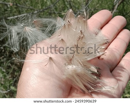 Hairy surface seeds of cirsium arvense.field thistle hair like seeds. hair of the seeds of creeping thistle or Canada thistle