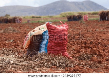Picture of sacks full of fresh potatoes in a farm in Peru. Food and agribusiness concept.