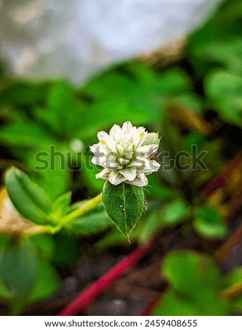 The white flowers are beautifully juxtaposed with the green leaves, creating a calming scene. Royalty-Free Stock Photo #2459408655