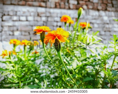 Beautiful view of tagetes erecta flowers
