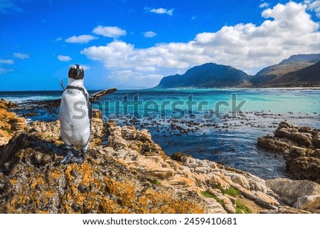Fanny african black - white penguin on the beach of Atlantic.The boulders and algae. Boulders Penguin Colony National Park, South Africa. The concept of ecotourism.