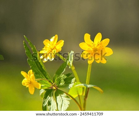 Yellow flowers bloom in spring in the forest. Snowdrops. blue buttercups. Abstract field landscape.spring-summer concept. close-up and blurred forest background. Idyllic nature. orchid flower