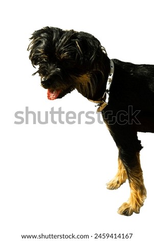 Yorkshire Terrier dog. On a white isolated layer. Small domestic breed puppy. A dog for a walk in the park. Close-up. Postcard