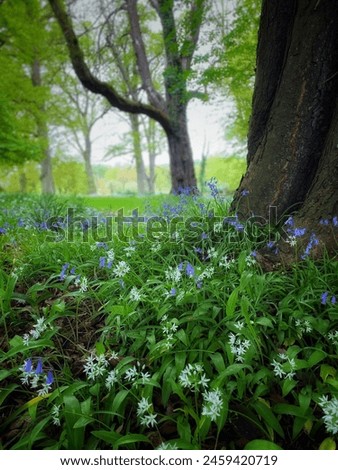 A serene view of delicate bluebells carpeting the forest floor under a majestic tree creates a peaceful and enchanting scene in the wooded area. Royalty-Free Stock Photo #2459420719