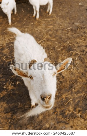 Goat on farm look peaceful and content in their enclosed environment. Vertical photo